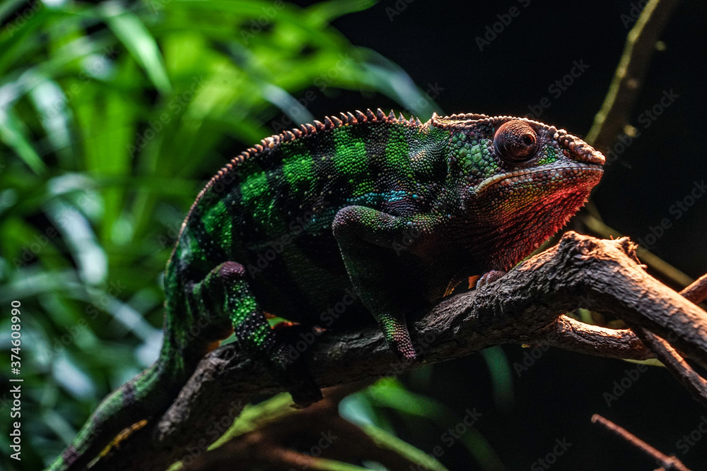 Obraz premium ジャングルに潜むチチュウカイカメレオン
