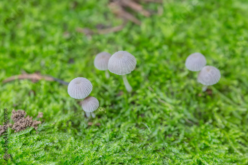 Macro close-up of wild mushrooms on green moss 