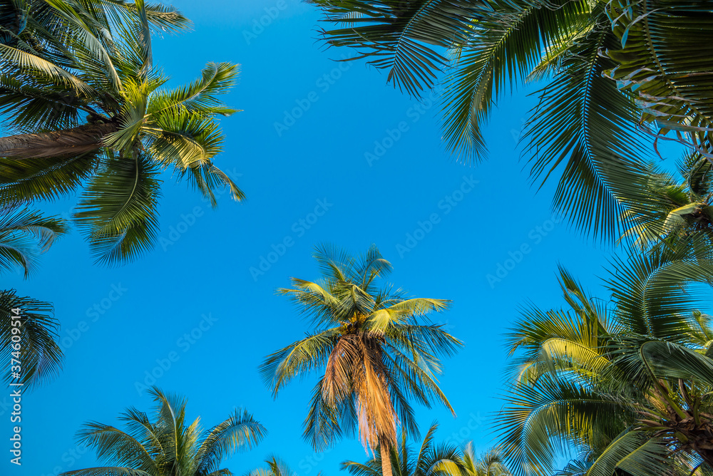 Obraz premium Beautiful coconut palm tree forest in sunshine day clear sky background color tone effect. Travel tropical summer beach holiday vacation or save the earth, nature environmental concept.