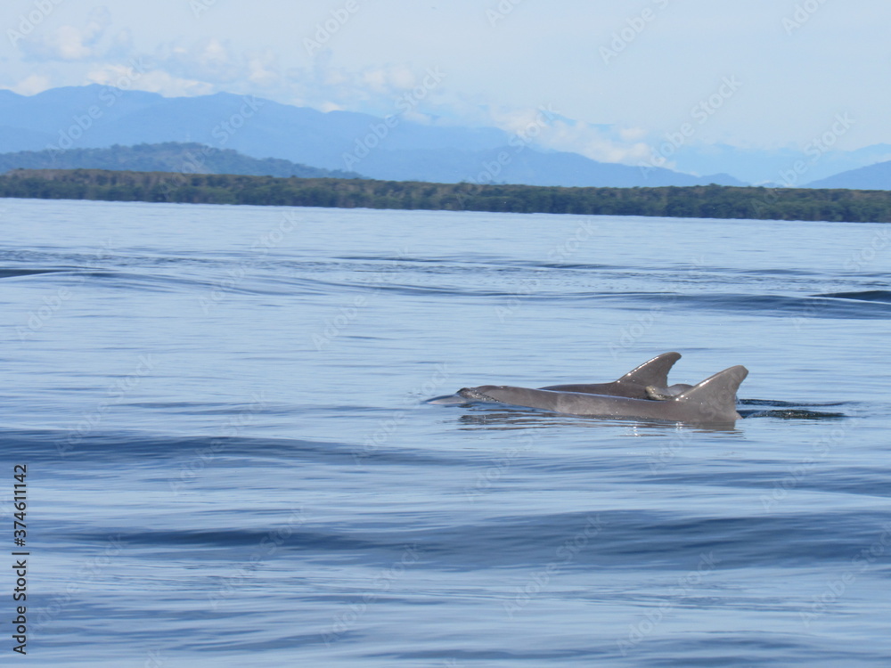 Fototapeta premium BOCAS DEL TORO. PANAMA