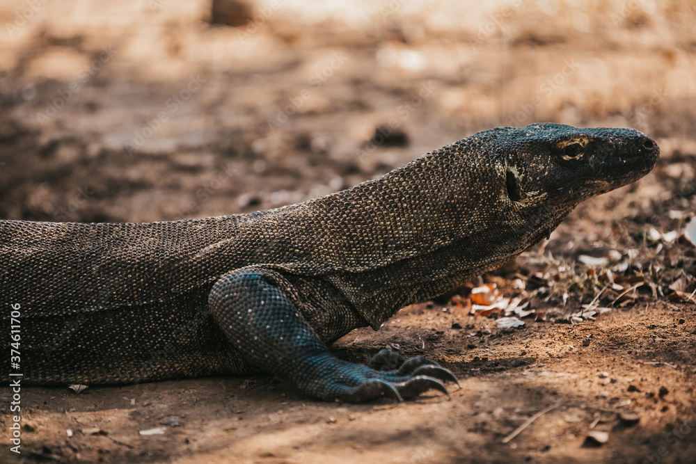 Komodo dragon. national park indonesia. flores. labuan bajo. huge lizard walks through the jungle. lost world of dinosaur. jurassic park. High quality FullHD footage Komodo dragon. national park indonesia. flores. labuan bajo. huge lizard walks through the jungle. lost world of dinosaur. jurassic park. High quality FullHD footage