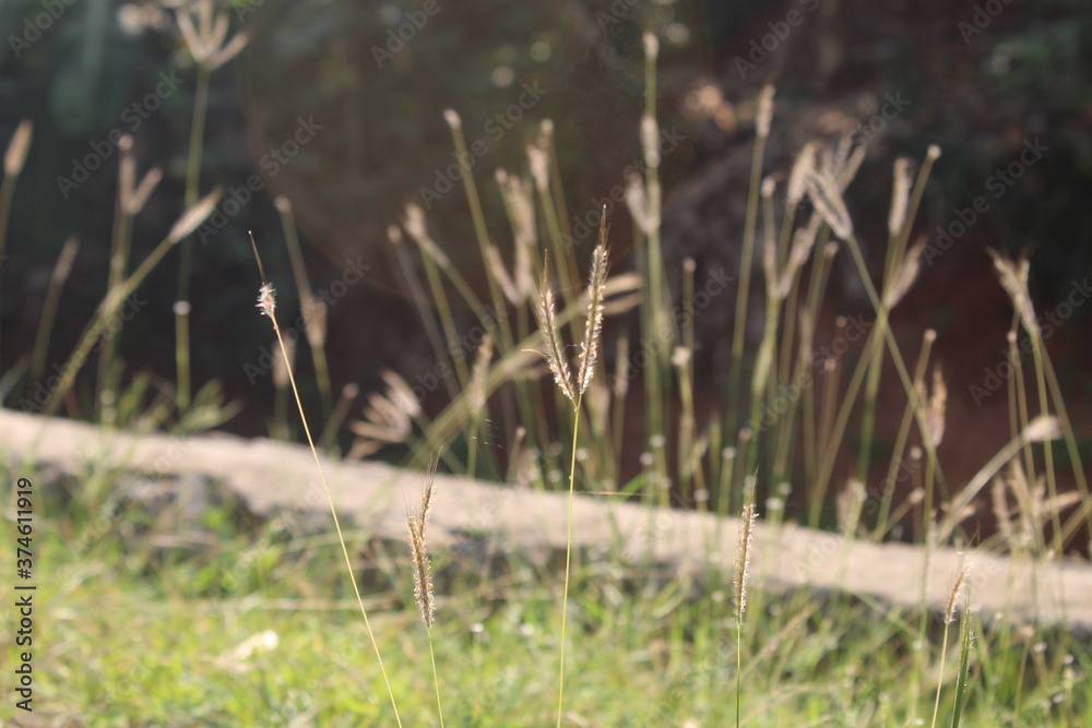 The weeds in the wind in the meadow The weeds in the wind in the meadow
