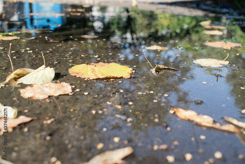 Fototapeta premium a flat puddle with yellow leaves reflecting nature