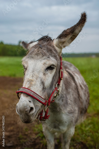 Donkey portrait. Gray donkey at pasture.