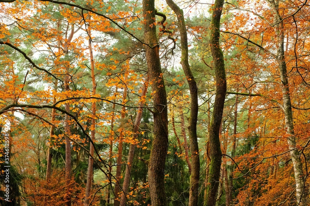 Autumn forest with sun rays. Autumn trees with orange and yellow foliage.Autumn beautiful nature landscape. autumn nature wallpaper Autumn forest with sun rays. Autumn trees with orange and yellow foliage.Autumn beautiful nature landscape. autumn nature wallpaper