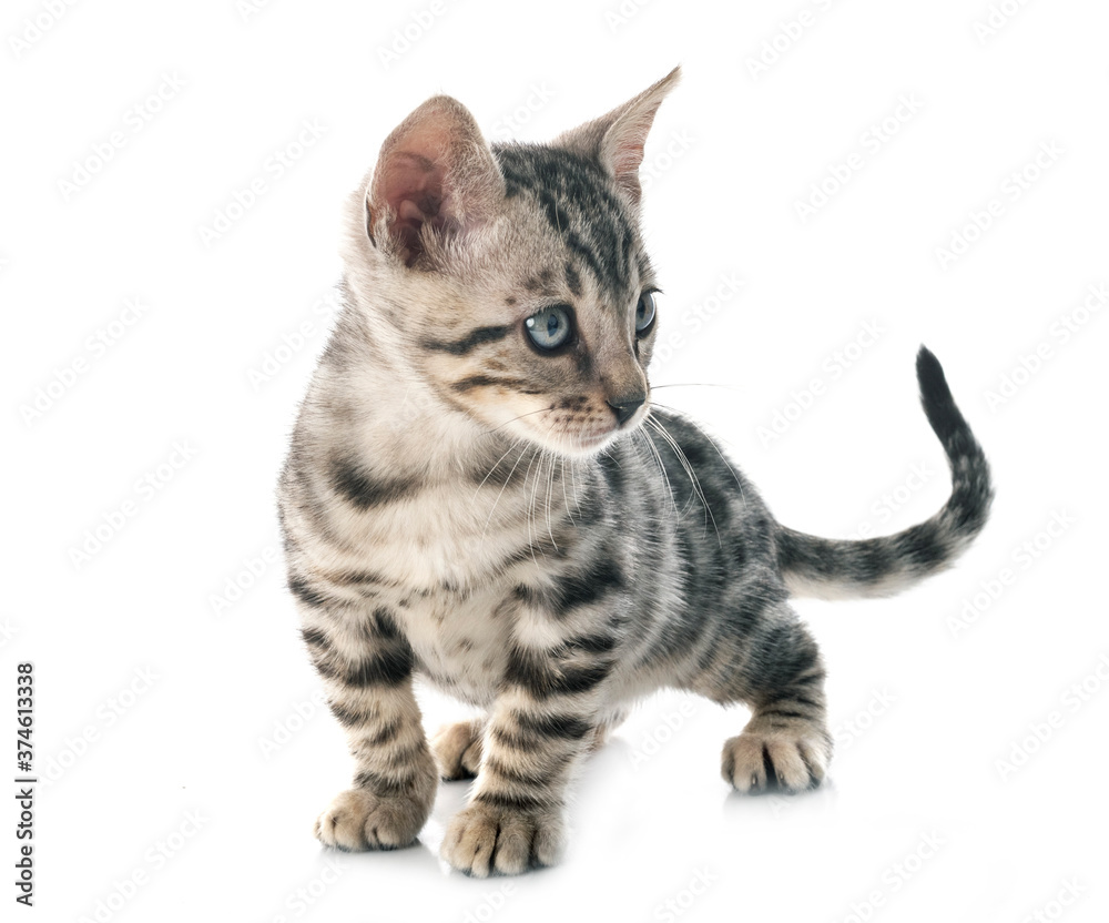 Obraz premium bengal kitten in studio