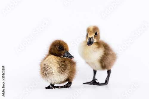 Little brown duckling on a white background  khaki Campbell.