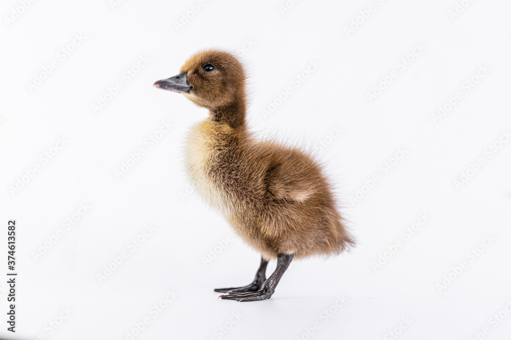 Little brown duckling on a white background, khaki Campbell. Little brown duckling on a white background, khaki Campbell.