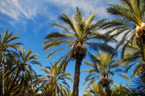 Date palm trees against blue sky with white clouds