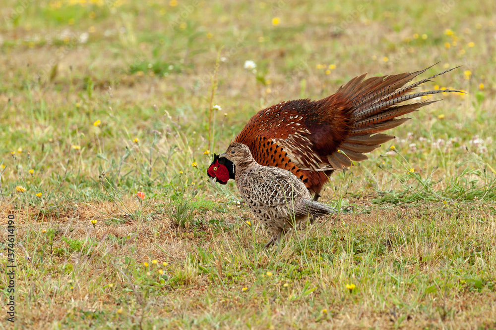 Fototapeta premium Pheasant courtship and mating ritual display 03