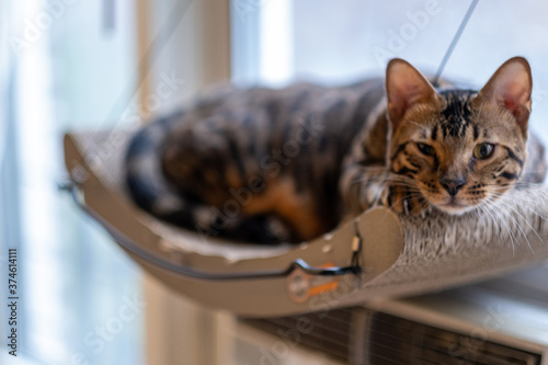 Sleepy Bengal Cat lounging in window hammock