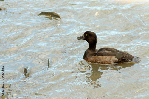 Eine Wildente schwimmt im Wasser photo