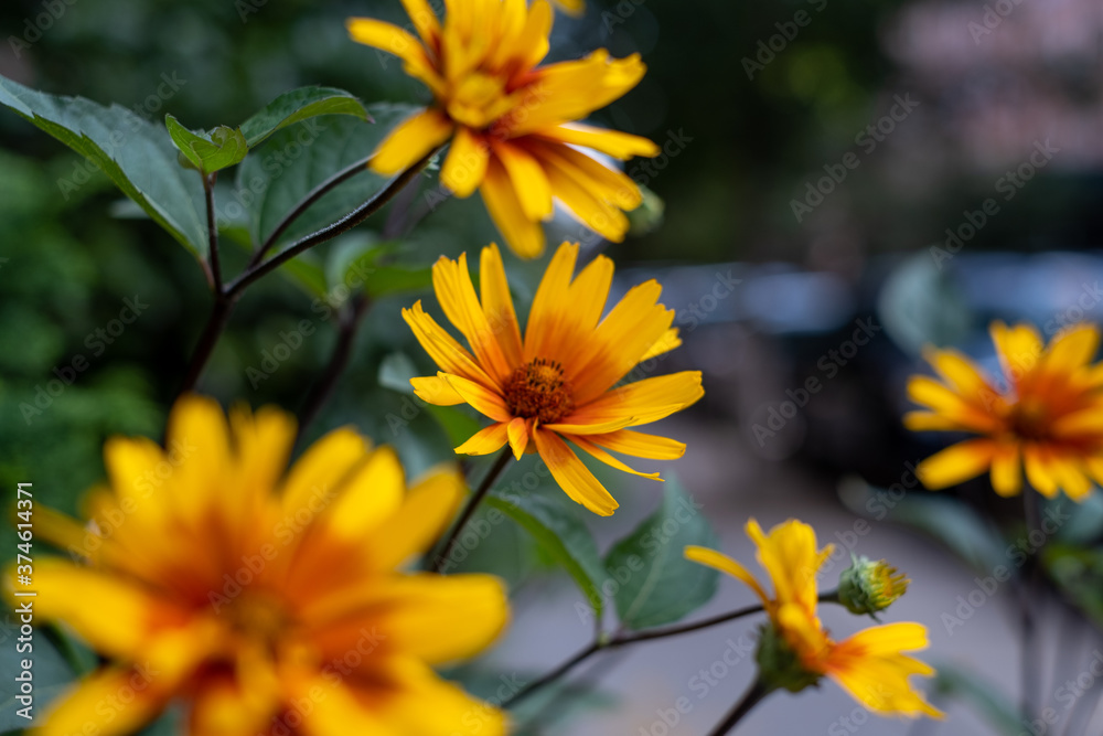 NYC Flowers - Urban Street NYC Flowers - Urban Street