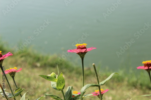Common Zinnia is one of the most rewarding summer flowers with its brilliant colors and its profuse blooms