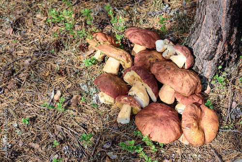 Beautiful boletus with red hat and thick leg collected by mushroom picker by tree in pine forest.