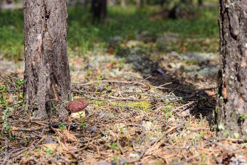 Fresh boletus with red hat and thick leg grows near tree on white moss in pine forest.