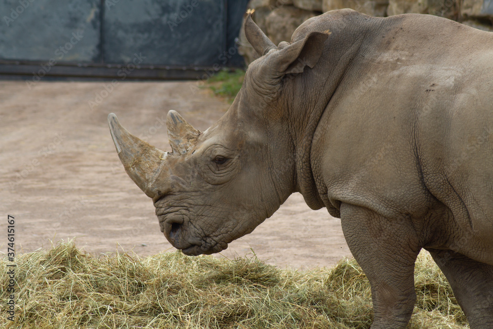 rhinocéros debout dans un parc animalier rhinocéros debout dans un parc animalier