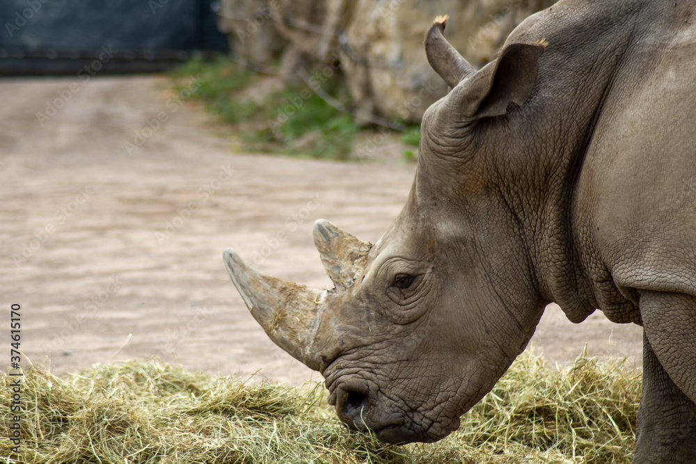 Obraz premium rhinocéros debout dans un parc animalier