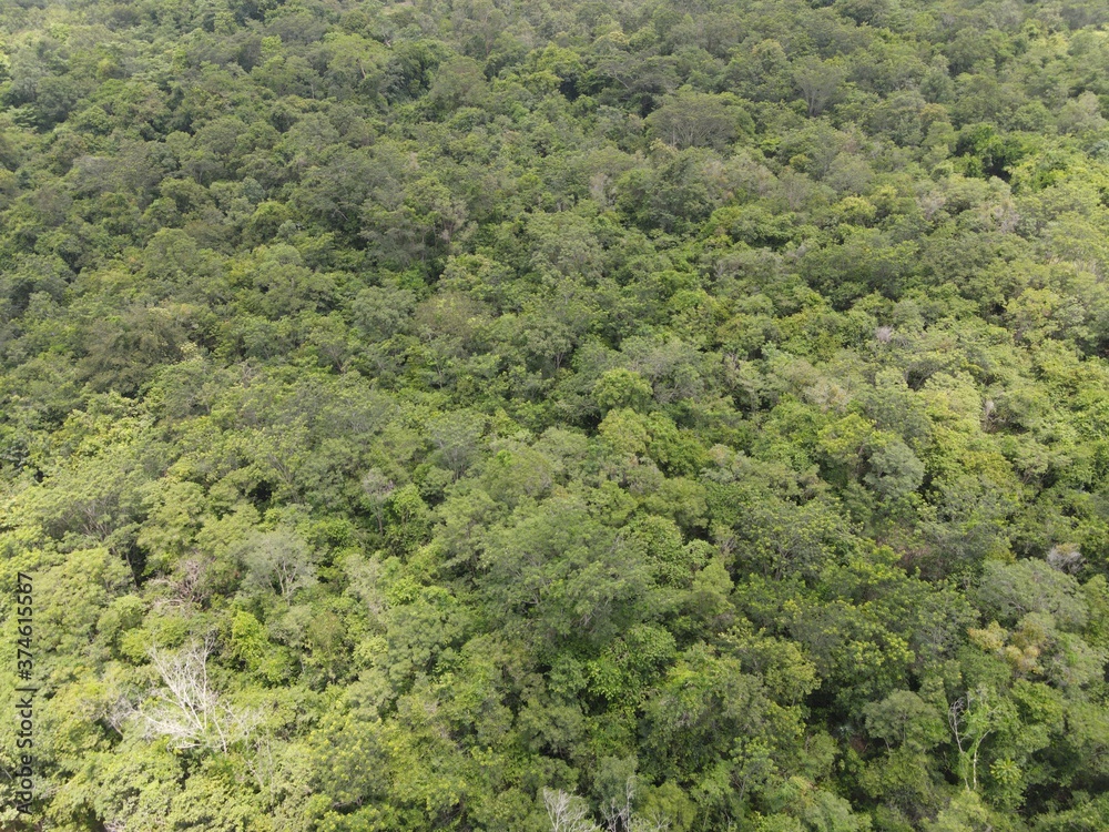 Top view forest on mountain