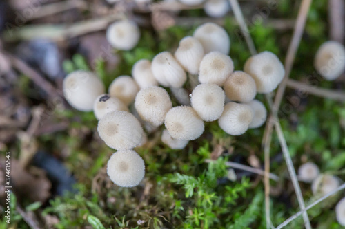 Close-up of fresh mushrooms growing outdoors after rain 