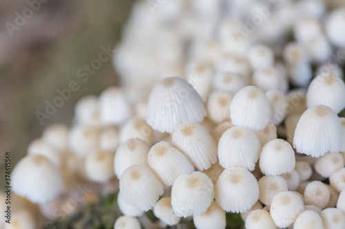 Close-up of fresh mushrooms growing outdoors after rain 