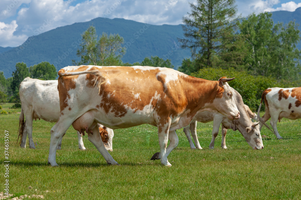 A group of orange and white  cows standing upright together in a green meadow under a cloudy blue sky and a faraway straight horizon with mountains.