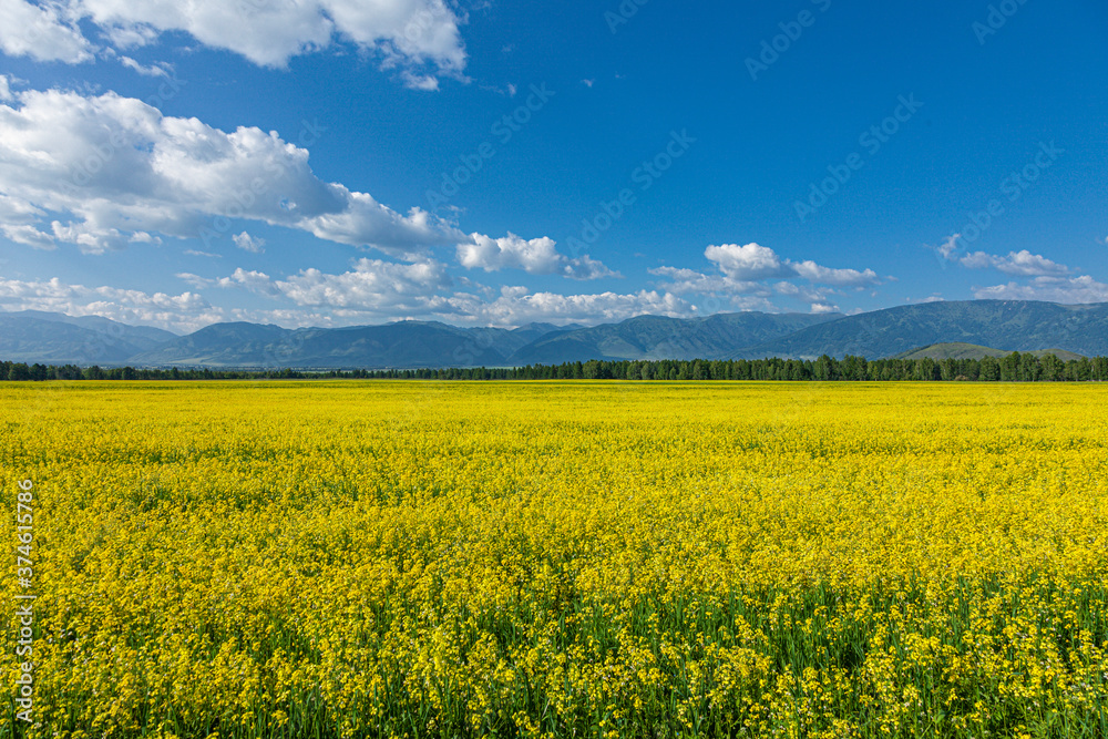 Bright yellow rapeseed field against the backdrop of picturesque mountains and blue sky.