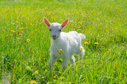 Small white kid, baby goat graze in a field of green grass. Bright sunny summer day. Domestic animals, farm. Animal protection. Selective focus. Copy space. © Liudmila