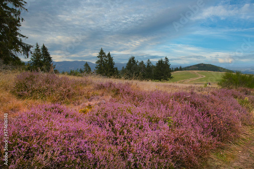 Heidelandschaft auf dem Hohbuehl oberhalb von Grendelbruch in den Vogesen