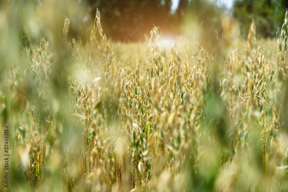 Soft blur background of oat field in summer Soft blur background of oat field in summer