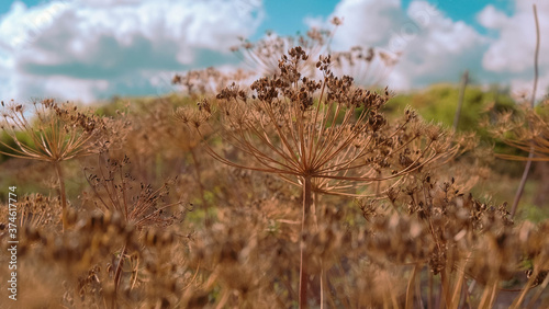 Dill seeds against a blue sky