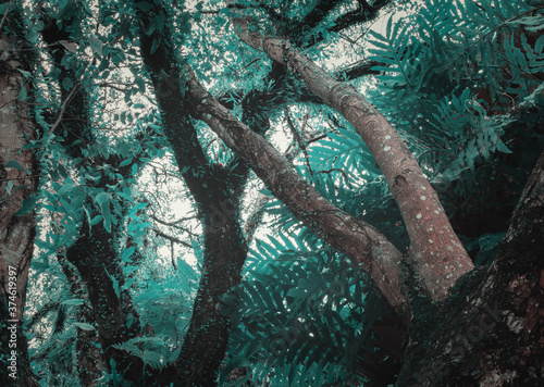close up tree rainforest beautiful on white background © pramot48