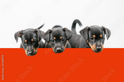 Three Jack Russell terrier puppies behind a red shelf, only heads and tails