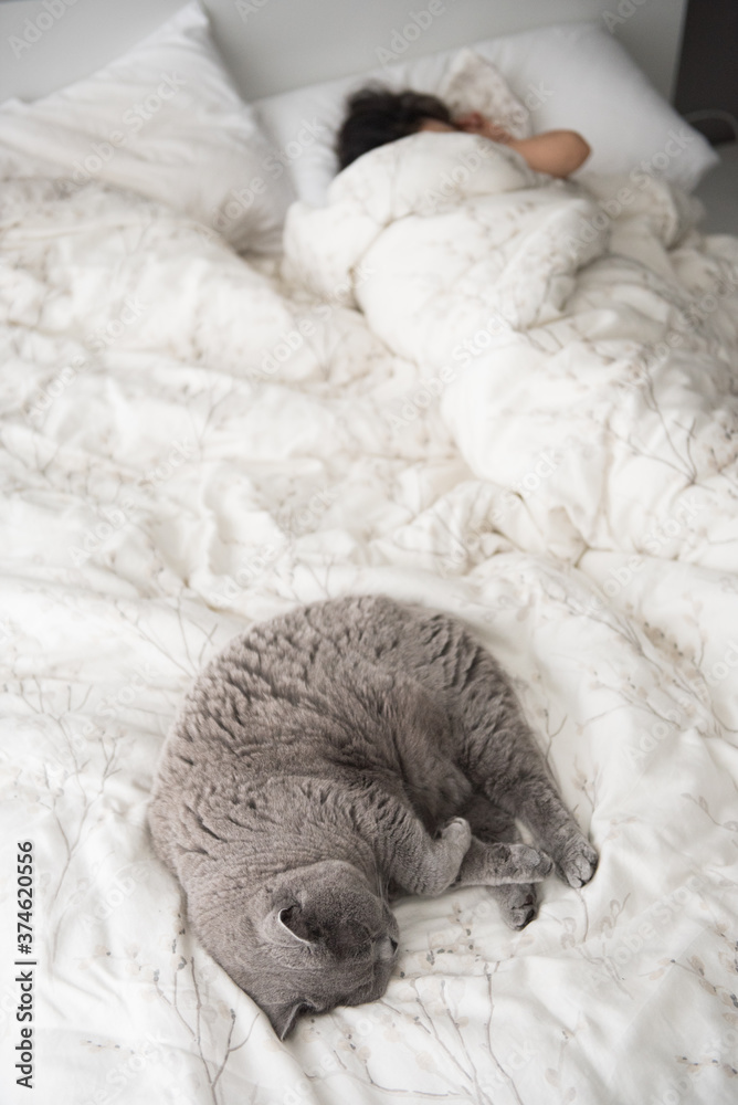 Elegant British Short Hair cat curled up sleeping on a bed beside her female owner in a lazy morning in Edinburgh, Scotland, UK Elegant British Short Hair cat curled up sleeping on a bed beside her female owner in a lazy morning in Edinburgh, Scotland, UK