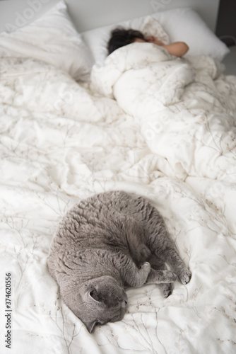 Elegant British Short Hair cat curled up sleeping on a bed beside her female owner in a lazy morning in Edinburgh, Scotland, UK