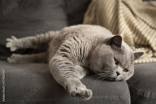 Lazy British Short Hair cat stretches while napping on a couch in a flat in Edinburgh, Scotland, UK, where a yellow blanket can be seen on the background. © CarlosGLopez