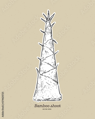 bamboo shoot, hand draw sketch vector.