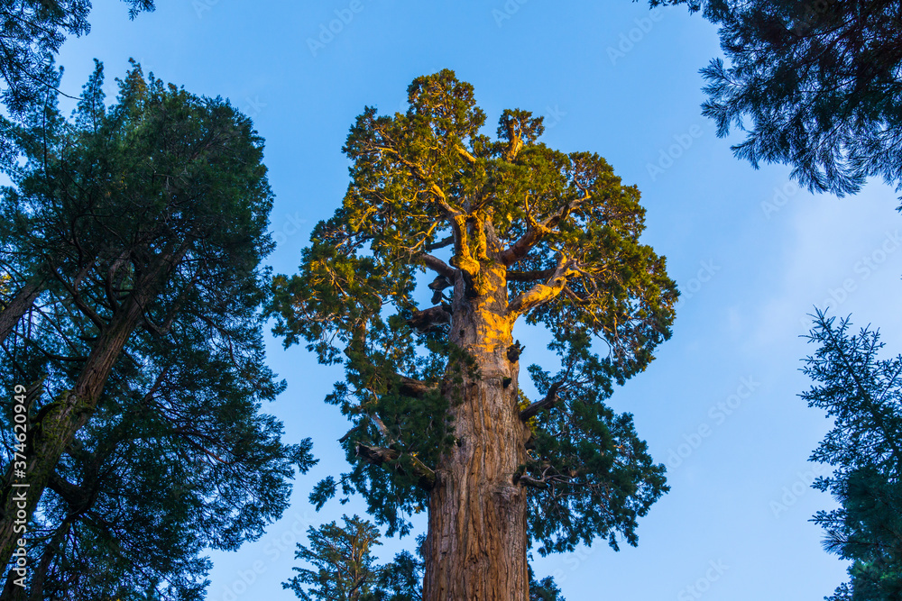 Obraz premium giant trees in sequoia national park,california,usa.