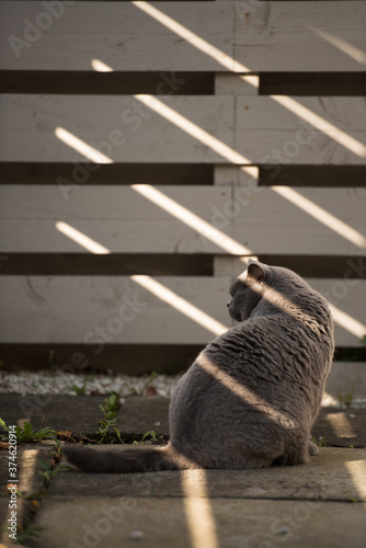 Elegant British Short Hair cat sits still and looking back beside a wooden fence where the shadow creates lines on her body  in Edinburgh  Scotland  UK