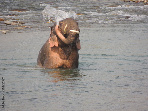 Bathing elephant, Jim Corbet National Park photo