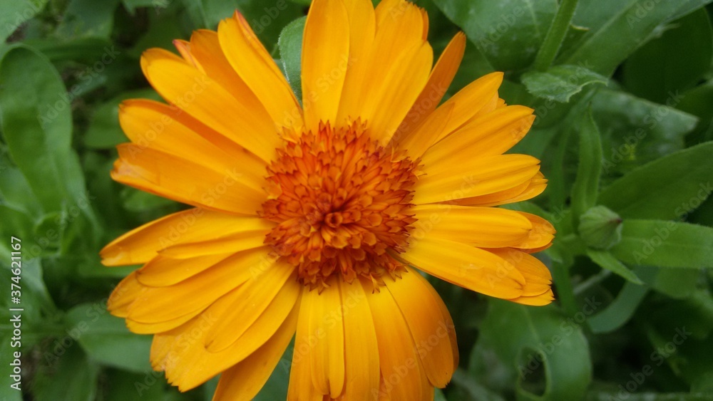 Fototapeta premium calendula in the garden