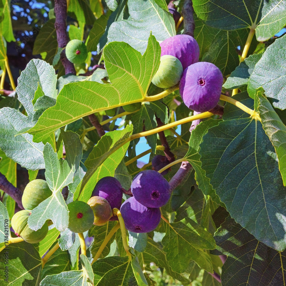 Branches of a fig tree (Ficus carica) with leaves and fruits in various ...