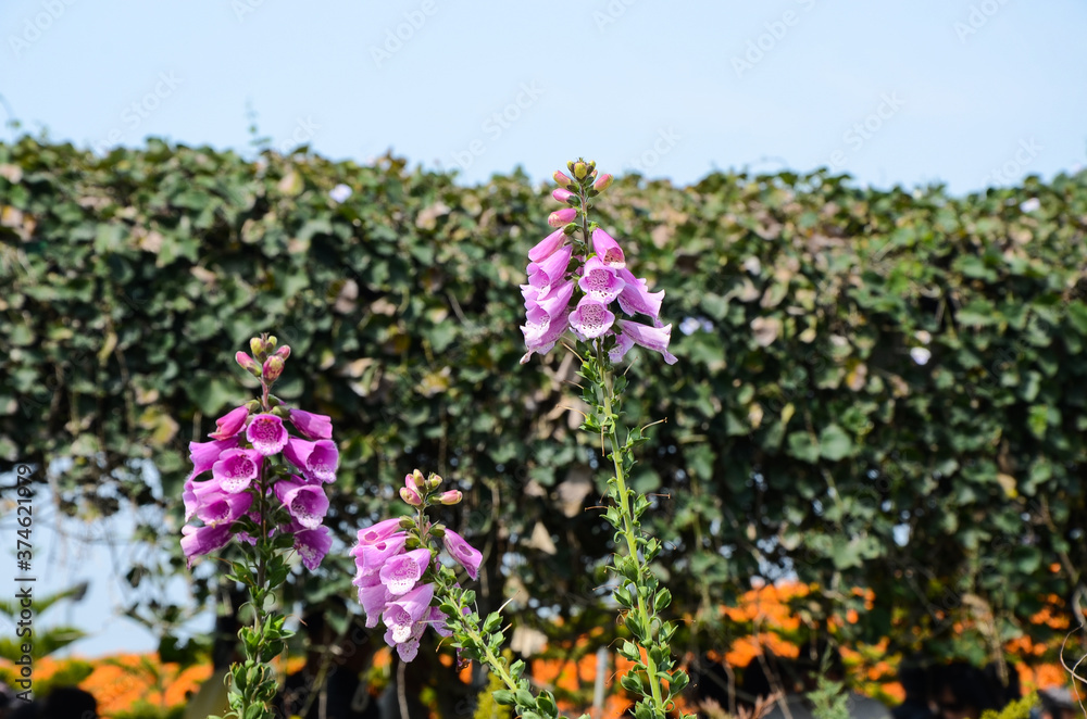 Digitalis purpurea , Common Foxglove