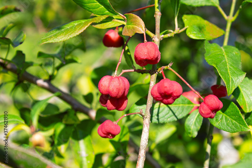 Euonymus europaeus flowers, European spindle