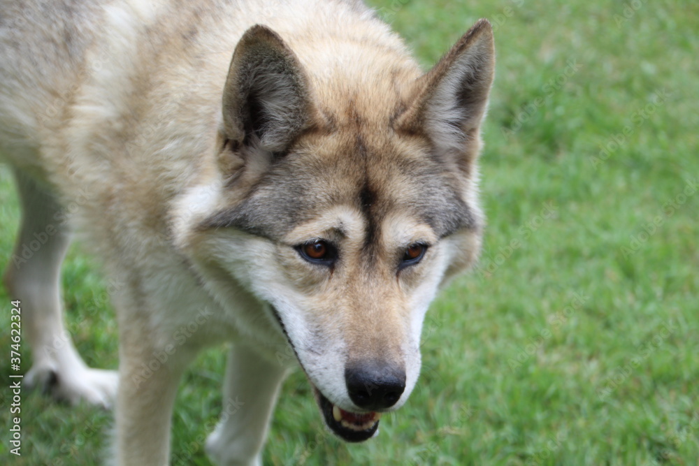 Nikki, Yamnuska Wolfdog Sanctuary, Cochrane, Alberta