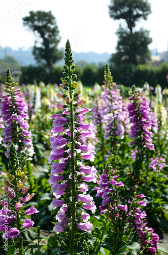 Digitalis purpurea   Common Foxglove