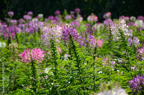 Cleome spinosa Spider Flower 