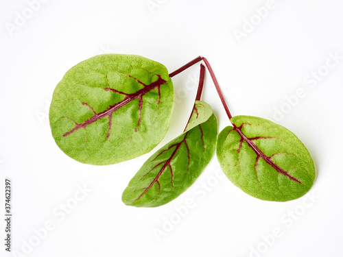 Vászonkép Fresh microgreen sorrel leaves. Red veined sorrel.