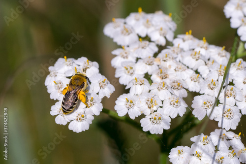 Closeup of a wild bee (prob. plasterer bee Colletes spec.) on yarrow flowers (Achillea millefolium)