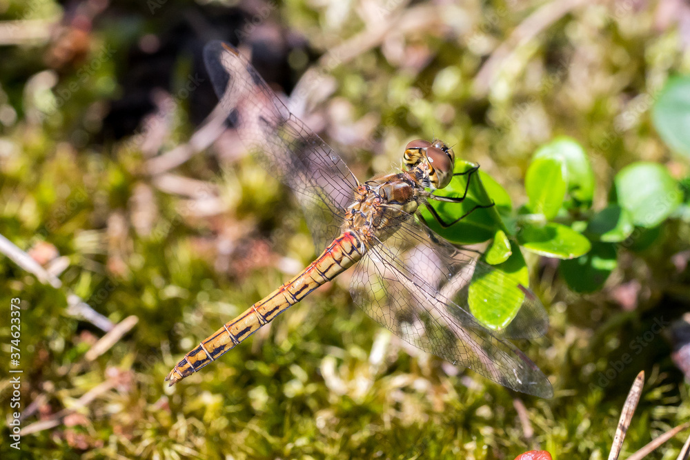 Closeup of a darter dragonfly (Sympetrum spec) resting on ground
